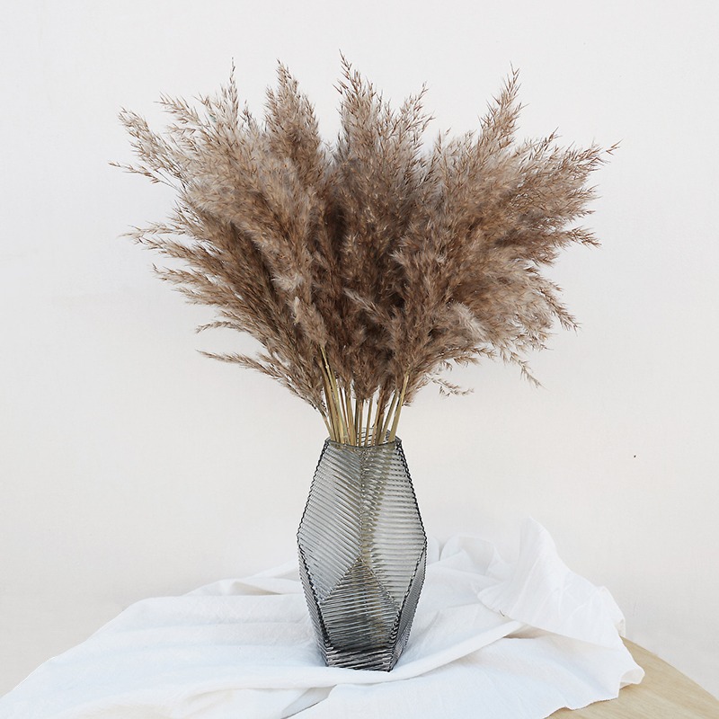 Pampas Grass Decor - 10 шт. разноцветных натуральных тростников и