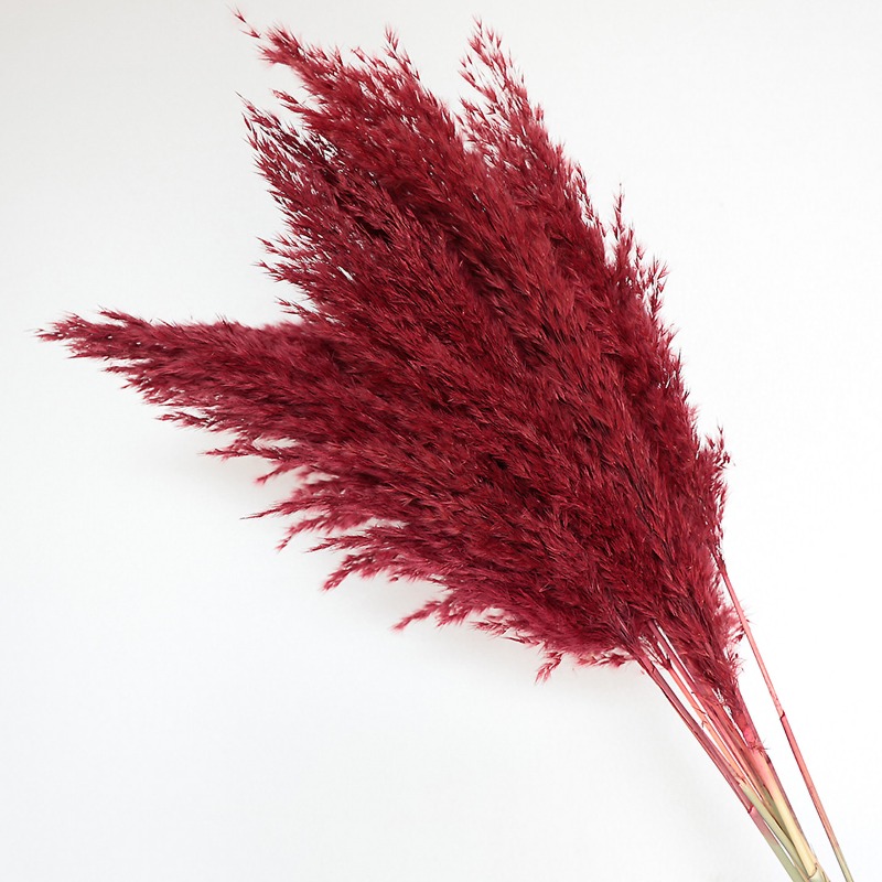 10 шт. разноцветных натуральны – обзор и цена Pampas Grass Decor